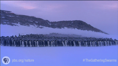 penguin swarm